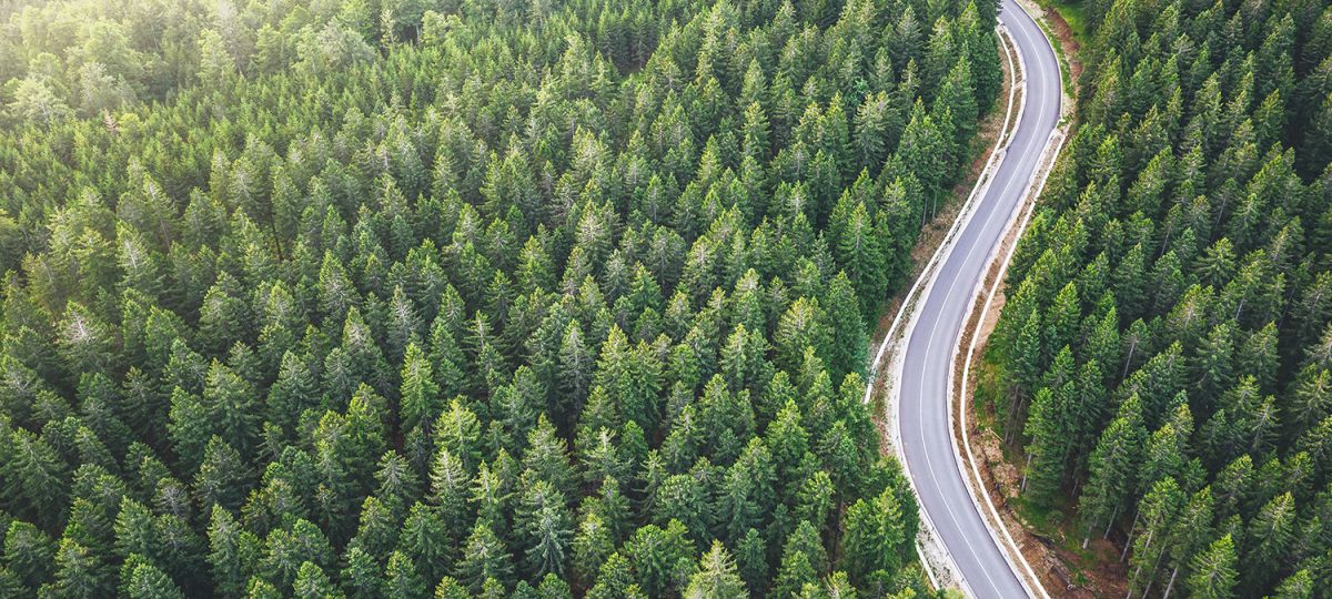 Road through a forest