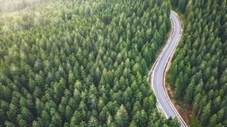 Road through a forest