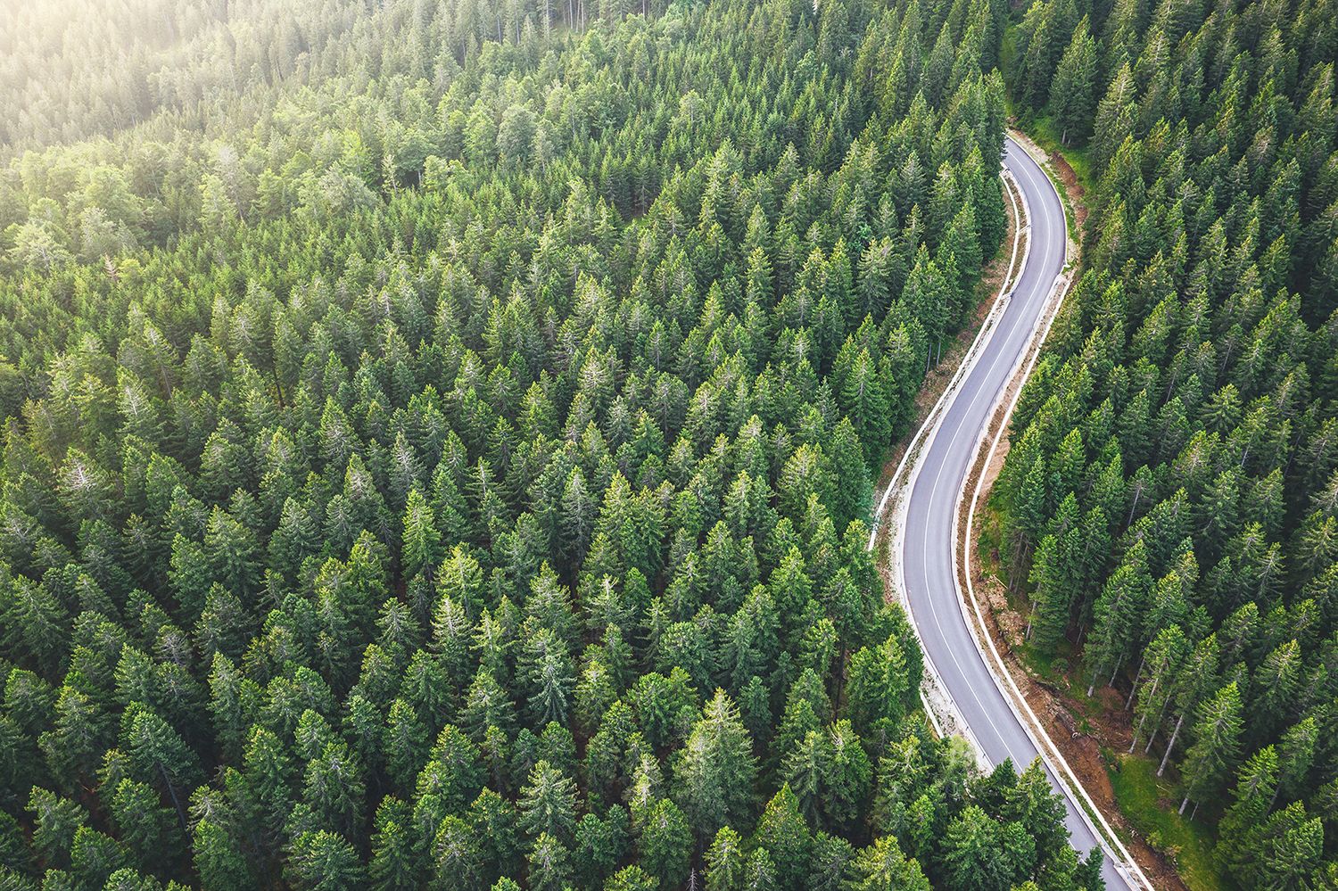 Sustainability Banner Sustainability Banner | Forest Road
